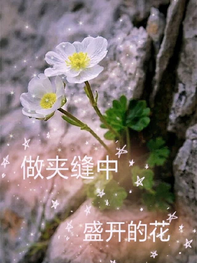 做夹缝中盛开的花